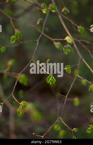 Branches d'arbre de Linden avec de jeunes feuilles vertes, fond naturel flou Banque D'Images