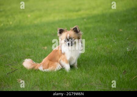 Cheveux longs Chihuahua assis sur une herbe verte de printemps dans un jardin Banque D'Images