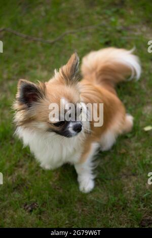 Cheveux longs chihuahua assis dans un jardin Banque D'Images