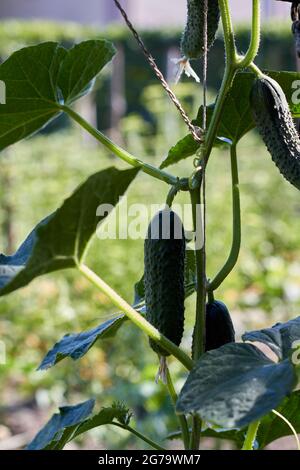 Injection verticale de concombres mûrs frais dans le jardin. Banque D'Images