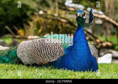 Cobh, Co. Cork, Irlande. 12 juillet 2021. Aujourd'hui, la réserve d'animaux de Fota a été remplie de visiteurs. Des milliers de visiteurs ont assisté à ce qui était un jour chaud mais couvert. Un paon repose à Fota. Crédit : AG News/Alay Live News Banque D'Images