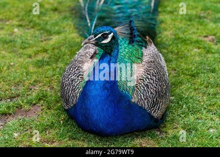 Cobh, Co. Cork, Irlande. 12 juillet 2021. Aujourd'hui, la réserve d'animaux de Fota a été remplie de visiteurs. Des milliers de visiteurs ont assisté à ce qui était un jour chaud mais couvert. Un paon repose à Fota. Crédit : AG News/Alay Live News Banque D'Images