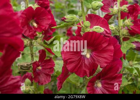 Rouge hollyhocks, fleurs en fleur, Hambourg, Allemagne Banque D'Images