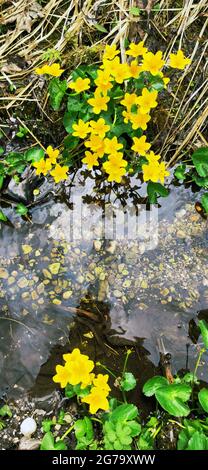 Marais marigolds, Maltha palustris Banque D'Images