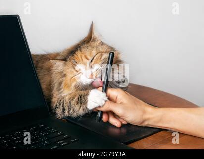 Adorable chat léchant main travaillant sur un ordinateur avec un stylo de tablette. Torbie kitty allongé à côté de l'ordinateur portable avec un paw sur la main du propriétaire et la langue rose visible. Banque D'Images