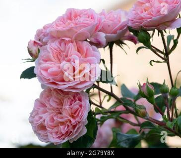 Pirouette Rose Banque D'Images