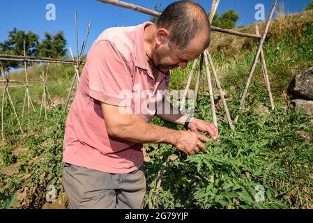 Un fermier prenant soin d'une usine de tomate dans un verger de Mas Terricabras (Osona, Barcelone, Catalogne, Espagne) ESP: Un campesino cuidando una tomatera Banque D'Images