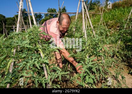 Un fermier prenant soin d'une usine de tomate dans un verger de Mas Terricabras (Osona, Barcelone, Catalogne, Espagne) ESP: Un campesino cuidando una tomatera Banque D'Images