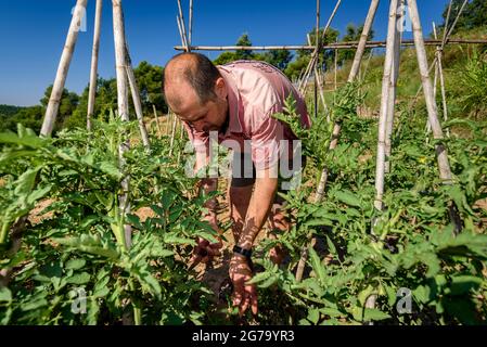 Un fermier prenant soin d'une usine de tomate dans un verger de Mas Terricabras (Osona, Barcelone, Catalogne, Espagne) ESP: Un campesino cuidando una tomatera Banque D'Images