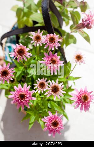 Pink Echinacea purpurea Bisous aux papillons dans un panier d'herbe sur la terrasse - belles fleurs perreniales d'abeille Banque D'Images