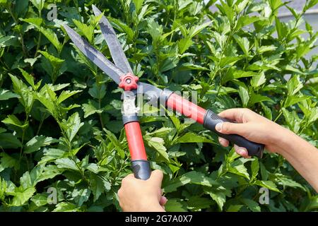 Mains avec des cisailles de jardin couper une haie dans le jardin. Banque D'Images