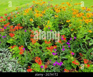 Parterre à fleurs d'été avec géraniums et pâquerettes dans le rouge jaune et le violet Banque D'Images