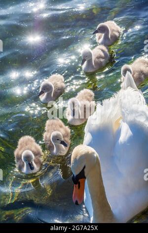 Vienne, cygne muet (Cygnus olor) avec de jeunes poussins, rivière Neue Donau (Nouveau Danube) en 22. Donaustadt, Wien, Autriche Banque D'Images