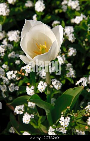 tulipe blanche, fleur de tulipe, forget-me-not, printemps, Fleurs printanières, Luisenpark, Mannheim, Bade-Wurtemberg, Allemagne Banque D'Images