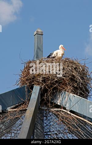 Stork, Stork Nest, Luisenpark, Mannheim, Bade-Wurtemberg, Allemagne Banque D'Images