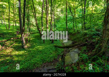 Saint-André-Wördern, vallée de Hagenbachklamm, ruisseau Hagenbach, jungle, vallée, Forêt primitive, Bärlauch (Allium ursinum), ail sauvage, arbres, Parc naturel Eichenhain à Wienerwald, Bois de Vienne, Niederösterreich / Basse-Autriche, Autriche Banque D'Images