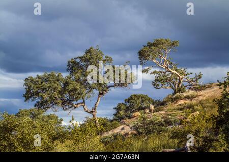 Paysage d'arbres dans le temps orageux dans le parc national Kruger, Afrique du Sud Banque D'Images