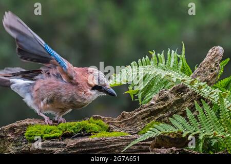 jay eurasien / jay européen (Garrulus glandarius / Corvus glandarius) débarquant sur le tronc d'arbre avec des fougères en forêt Banque D'Images