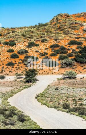 Safari Road et dune rouge dans le parc transfrontier de Kgalagadi, Afrique du Sud Banque D'Images