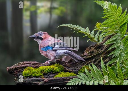 Alerte geai eurasien / geai européen (Garrulus glandarius / Corvus glandarius) regardant vers le haut de tronc d'arbre avec fougères en forêt Banque D'Images