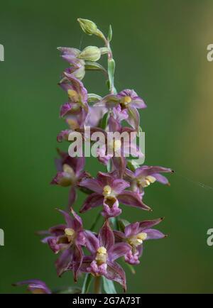 Large-leaved Helleborine subsp. Epipactis tremolsii, Wild Orchid, Andalousie, espagne. Banque D'Images