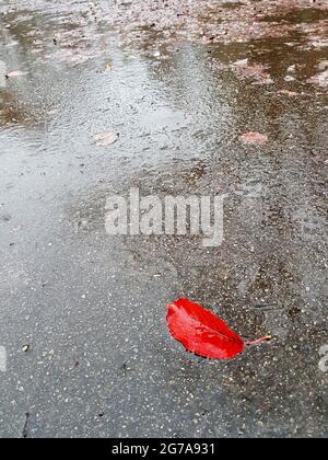 Feuille rouge sur route mouillée Banque D'Images