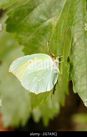 Cleopatra Butterfly (Gonepteryx cleopatra) s'installe sur une feuille de noyer Banque D'Images