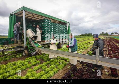 Soest, pays aigre, Rhénanie-du-Nord-Westphalie, Allemagne - culture végétale, aide à la récolte de laitue, les têtes de laitue fraîchement récoltées sont lavées directement sur le terrain dans la remorque et conditionnées en boîtes, laitue feuille de chêne (Lactus sativa var. Crispa), aussi laitue feuille de chêne ou laitue américaine,Et Lollo Bianco et Lollo Rosso. Banque D'Images