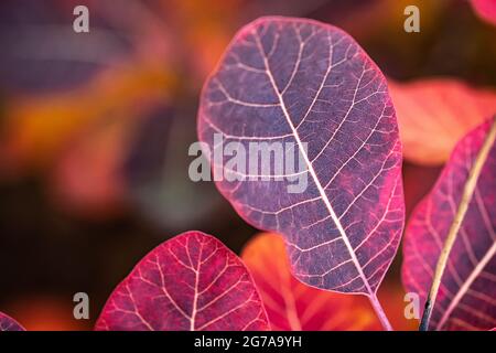 Feuilles d'automne de couleur pourpre Banque D'Images