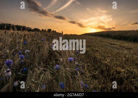 Cornflowers entre un champ de céréales récolté à Dänischenhagen, en Allemagne. Banque D'Images