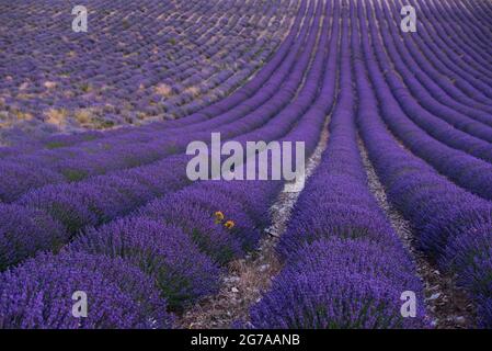 Champs de lavande près de Ferrassières, ambiance du soir, France, Auvergne-Rhône-Alpes, Département Drôme,Plateau d'Albion Banque D'Images