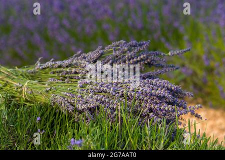 Bouquets de lavande, coupés à la main, dans les champs de lavande près de Ferrassières, France, Auvergne-Rhône-Alpes, Département Drôme, plateau d'Albion Banque D'Images