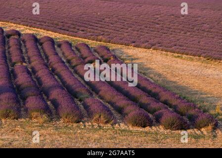 Champs de lavande près de Ferrassières, lumière du soir, France, Auvergne-Rhône-Alpes, Département Drôme,Plateau d'Albion Banque D'Images