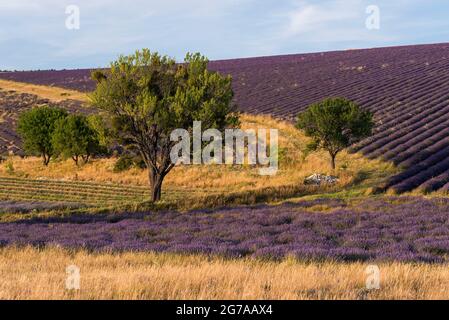 Champs de lavande et amandiers près de Ferrassières, lumière du soir, France, Auvergne-Rhône-Alpes, Département Drôme,Plateau d'Albion Banque D'Images