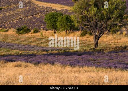 Champs de lavande et amandiers près de Ferrassières, lumière du soir, France, Auvergne-Rhône-Alpes, Département Drôme,Plateau d'Albion Banque D'Images