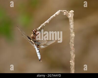 Le Chaser à corps large (Libellula depressa) adulte mâle s'est installé sur l'extrémité d'une branche Banque D'Images