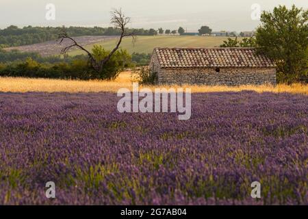 Maison en pierre dans les champs de lavande près de Ferrassières, lumière du soir, France, Auvergne-Rhône-Alpes, Département Drôme,Plateau d'Albion Banque D'Images