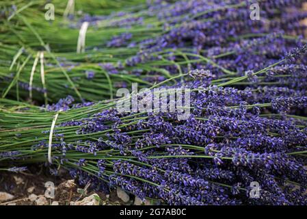 Bouquets de lavande, coupés à la main, champs de lavande près de Sault, France, Provence-Alpes-Côte d'Azur, département du Vaucluse Banque D'Images