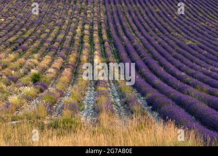 Champs de lavande près de Ferrassières, lumière du soir, France, Auvergne-Rhône-Alpes, Département Drôme,Plateau d'Albion Banque D'Images