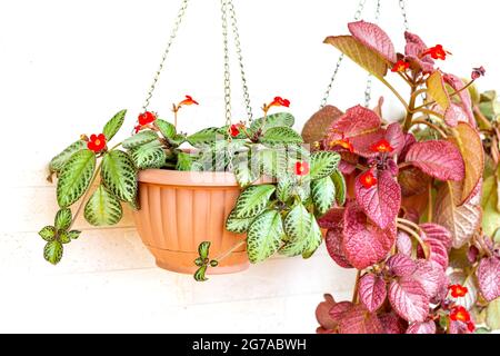 Deux types d'Episcia en fleurs dans le jardin d'avant-sham. Passe-temps, détente Banque D'Images