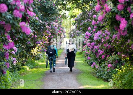 Rhododendron Allee, Hagenburg, Basse-Saxe Banque D'Images