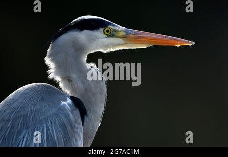 Héron gris (Ardea cinerea), portrait d'animaux, Stuttgart, Bade-Wurtemberg, Allemagne Banque D'Images