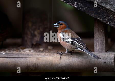 Chaffinch (Fringilla coelebs), assis dans un mangeoire à oiseaux, Stuttgart, Bade-Wurtemberg, Allemagne Banque D'Images