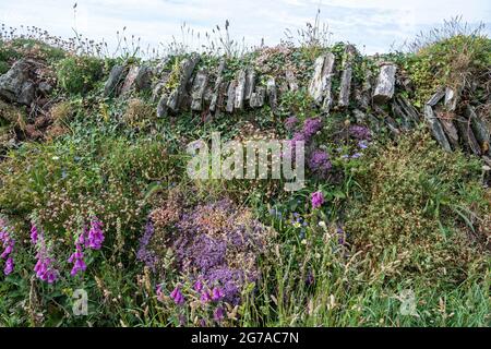 Un mélange de fleurs sauvages de la fin du printemps au début de l'été sur une haie d'ardoise de Cornouailles, des gants de renard, de la stonecrop, du thym sauvage, de la mèche de mouton, le millepertuis, et thrift. Banque D'Images