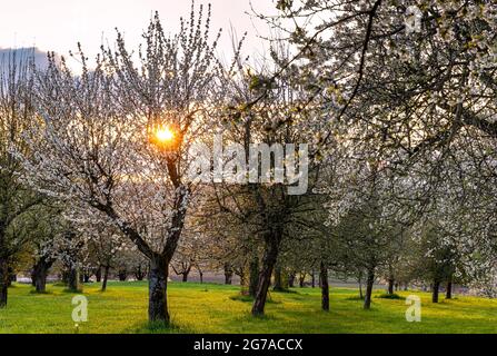 Plantation de cerisiers pour la fleur de cerisier en Franconie près d'Ebermannstadt au coucher du soleil, haute-Franconie, Bavière, Allemagne Banque D'Images