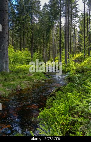 Rivière Weißer main près de Bischofsgrün dans le Fichtelgebirge, haute-Franconie, Bavière, Allemagne Banque D'Images