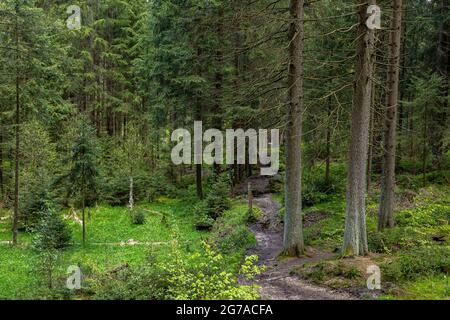 Sentier de randonnée sur la rivière Weißer main près de Bischofsgrün dans le Fichtelgebirge, haute-Franconie, Bavière, Allemagne Banque D'Images