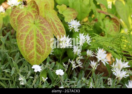 Sélection de plantes dans un endroit sec et ombragé - ail sauvage, Epimedium × versicolor 'sulphureum', fougère et Cerastium tomentosum Banque D'Images