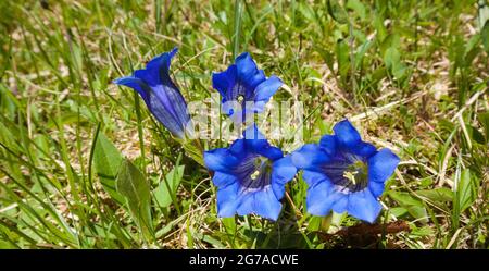 Gentiane sans Stemless (Gentiana acaulis L.) Clusius gentian (Gentiana clusii) Banque D'Images