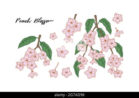 Ensemble de branches de pêche colorées dessinées à la main avec fleurs isolées sur fond blanc. Illustration vectorielle dans le style d'esquisse Illustration de Vecteur